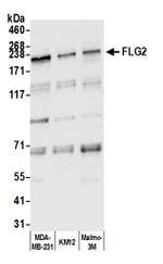 FLG2 Polyclonal Antibody