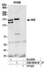 WIZ Antibody in Western Blot (WB)