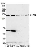 WIZ Polyclonal Antibody