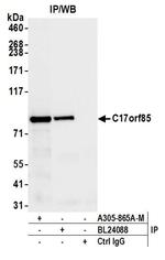 C17orf85 Antibody in Immunoprecipitation (IP)
