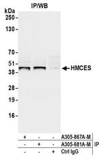 HMCES Antibody in Immunoprecipitation (IP)