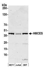 HMCES Polyclonal Antibody