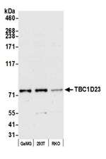 TBC1D23 Polyclonal Antibody