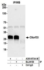 C8orf33 Antibody in Immunoprecipitation (IP)