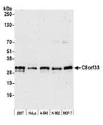 C8orf33 Polyclonal Antibody