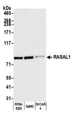 RASAL1 Polyclonal Antibody