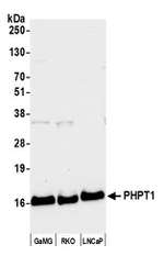 PHPT1 Polyclonal Antibody