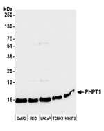 PHPT1 Polyclonal Antibody
