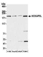 NCKAP5L Polyclonal Antibody