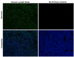 Mouse IgG (H+L) Highly Cross-Adsorbed Secondary Antibody in Immunohistochemistry (Paraffin) (IHC (P))