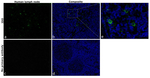 Mouse IgG (H+L) Highly Cross-Adsorbed Secondary Antibody in Immunohistochemistry (Paraffin) (IHC (P))