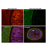 Mouse IgG (H+L) Highly Cross-Adsorbed Secondary Antibody in Immunohistochemistry (Paraffin) (IHC (P))