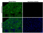 Mouse IgG (H+L) Highly Cross-Adsorbed Secondary Antibody in Immunohistochemistry (Paraffin) (IHC (P))