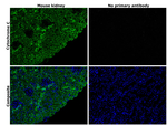 Mouse IgG (H+L) Highly Cross-Adsorbed Secondary Antibody in Immunohistochemistry (Paraffin) (IHC (P))