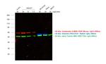 Goat anti-Mouse IgG (H+L) Highly Cross-Adsorbed Secondary Antibody, Alexa Fluor™ Plus 555