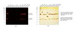 Mouse IgG (H+L) Highly Cross-Adsorbed Secondary Antibody in Western Blot (WB)