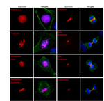Mouse IgG (H+L) Highly Cross-Adsorbed Secondary Antibody in Immunocytochemistry (ICC/IF)