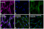 Mouse IgG (H+L) Highly Cross-Adsorbed Secondary Antibody in Immunocytochemistry (ICC/IF)