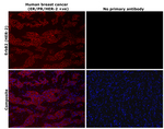 Mouse IgG (H+L) Highly Cross-Adsorbed Secondary Antibody in Immunohistochemistry (Paraffin) (IHC (P))