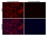 Mouse IgG (H+L) Highly Cross-Adsorbed Secondary Antibody in Immunohistochemistry (Paraffin) (IHC (P))