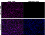 Mouse IgG (H+L) Highly Cross-Adsorbed Secondary Antibody in Immunohistochemistry (Paraffin) (IHC (P))