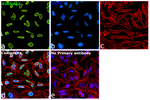 Rabbit IgG (H+L) Highly Cross-Adsorbed Secondary Antibody in Immunocytochemistry (ICC/IF)