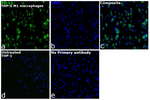 Rabbit IgG (H+L) Highly Cross-Adsorbed Secondary Antibody in Immunocytochemistry (ICC/IF)