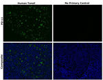 Rabbit IgG (H+L) Highly Cross-Adsorbed Secondary Antibody in Immunohistochemistry (Paraffin) (IHC (P))