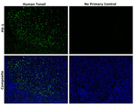 Rabbit IgG (H+L) Highly Cross-Adsorbed Secondary Antibody in Immunohistochemistry (Paraffin) (IHC (P))