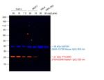 Goat anti-Rabbit IgG (H+L) Highly Cross-Adsorbed Secondary Antibody, Alexa Fluor™ Plus 555