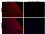 Rabbit IgG (H+L) Highly Cross-Adsorbed Secondary Antibody in Immunohistochemistry (Paraffin) (IHC (P))