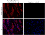 Rabbit IgG (H+L) Highly Cross-Adsorbed Secondary Antibody in Immunohistochemistry (Paraffin) (IHC (P))