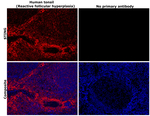 Rabbit IgG (H+L) Highly Cross-Adsorbed Secondary Antibody in Immunohistochemistry (Paraffin) (IHC (P))