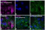 Rabbit IgG (H+L) Highly Cross-Adsorbed Secondary Antibody in Immunocytochemistry (ICC/IF)