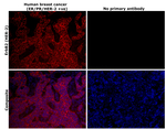 Rabbit IgG (H+L) Highly Cross-Adsorbed Secondary Antibody in Immunohistochemistry (Paraffin) (IHC (P))