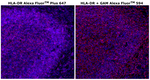 Mouse IgG (H+L) Highly Cross-Adsorbed Secondary Antibody in Immunohistochemistry (Paraffin) (IHC (P))