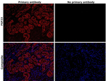 Rabbit IgG (H+L) Highly Cross-Adsorbed Secondary Antibody in Immunohistochemistry (Paraffin) (IHC (P))