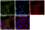 Mouse IgG (H+L) Highly Cross-Adsorbed Secondary Antibody in Immunocytochemistry (ICC/IF)