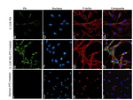 Mouse IgG (H+L) Highly Cross-Adsorbed Secondary Antibody in Immunocytochemistry (ICC/IF)