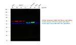 Mouse IgG (H+L) Highly Cross-Adsorbed Secondary Antibody in Western Blot (WB)