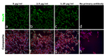 Rabbit IgG (H+L) Highly Cross-Adsorbed Secondary Antibody in Immunocytochemistry (ICC/IF)