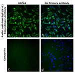 Rabbit IgG (H+L) Highly Cross-Adsorbed Secondary Antibody in Immunocytochemistry (ICC/IF)