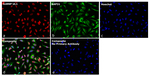 Goat IgG (H+L) Highly Cross-Adsorbed Secondary Antibody in Immunocytochemistry (ICC/IF)