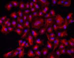 Chicken IgY (H+L) Cross-Adsorbed Secondary Antibody in Immunocytochemistry (ICC/IF)