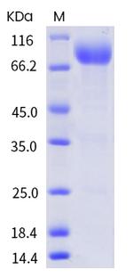 Human CD155 (PVR) Fc Chimera Protein