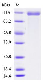 Human DLL4 Fc Chimera Protein