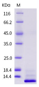 Human IL-13 Protein