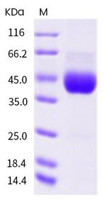 Human CD38 His-tag Protein
