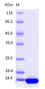 Mouse NGF Protein