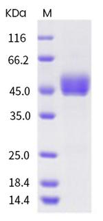 Human CD3D His-tag/CD3E DYKDDDDK-tag Fc Chimera Protein